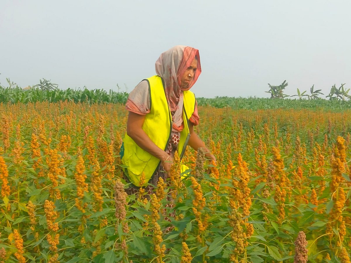 ন্যায় ক্ষতিগ্রস্ত লাভলী কিনোয়া চাষে সফল, সন্তানকেও পড়াচ্ছেন