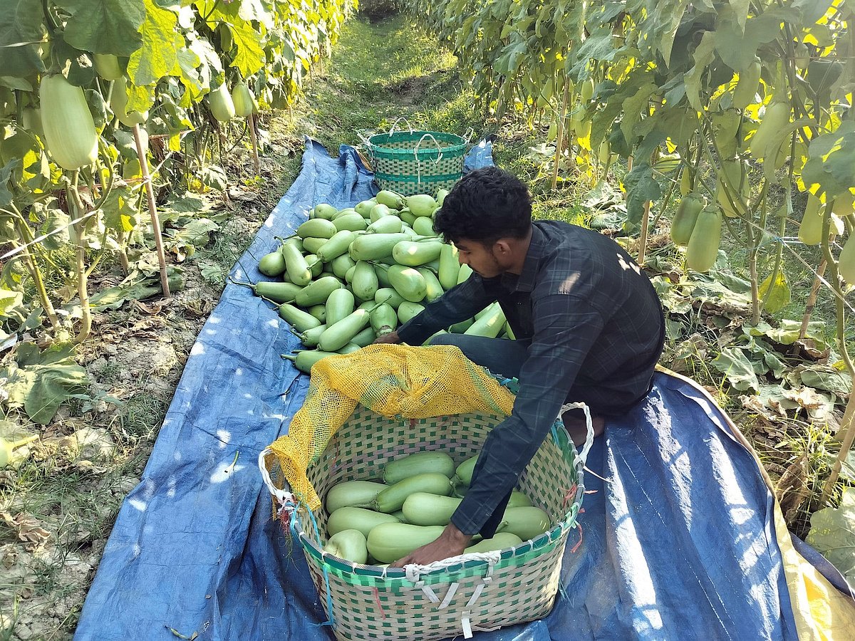 কৃষক আবু জাফরের খেত থেকে বেগুন তুলে ঝুড়িতে রাখছেন এক শ্রমিক। গতকাল দুপুরে চট্টগ্রামের সীতাকুণ্ডের বাঁশবাড়িয়া ইউনিয়নের চৌধুরীপাড়া এলাকায়