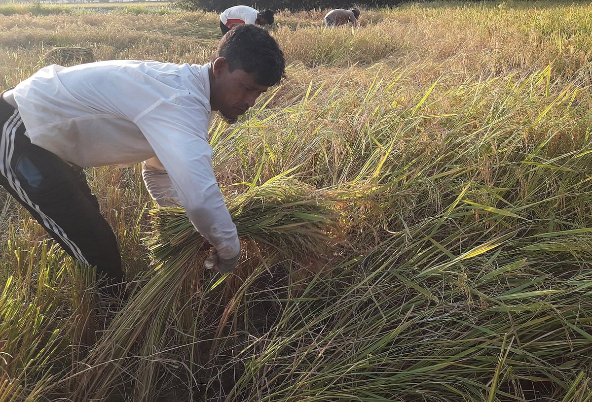 পাকা ধান কাটছেন কৃষকেরা। বুধবার বিকেলে মৌলভীবাজার সদর উপজেলার শিমুলতলা এলাকায়
