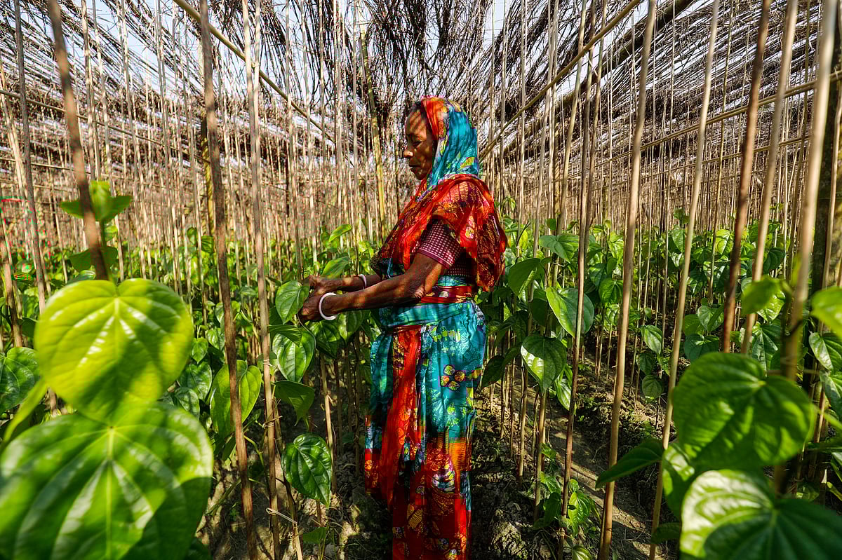 বরজে পানের লতার ডগা পাটখড়িতে বাঁধছেন পানচাষি পূর্ণিমা রানী বিশ্বাস।