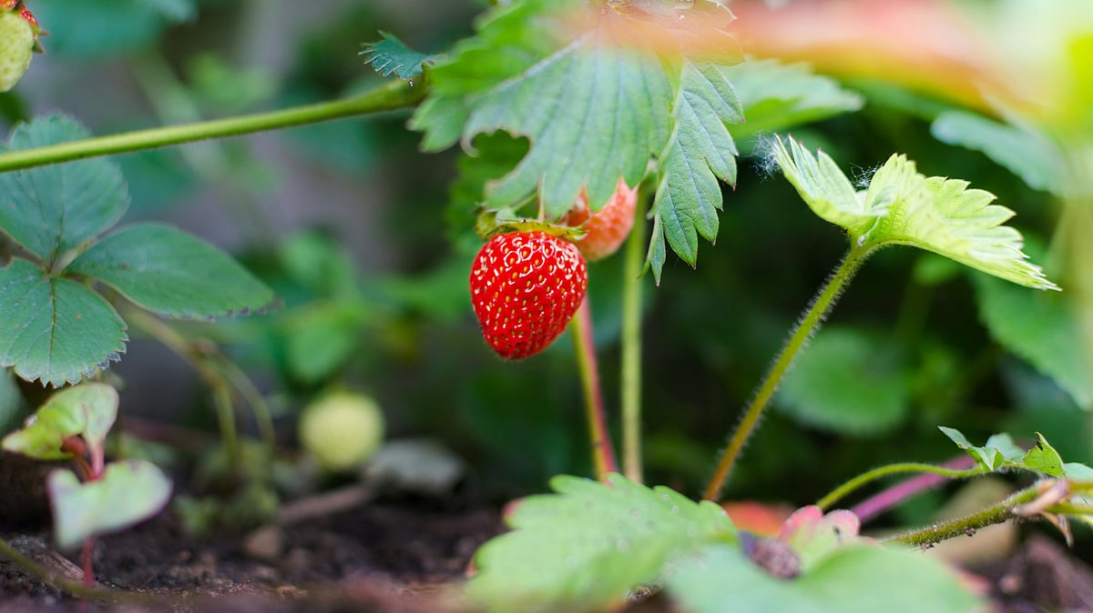 চড়া দামে কেনার চেয়ে বাসায় অল্প খরচে নিজের ফলানো তরতাজা স্ট্রবেরি খাওয়া ঢের ভালো