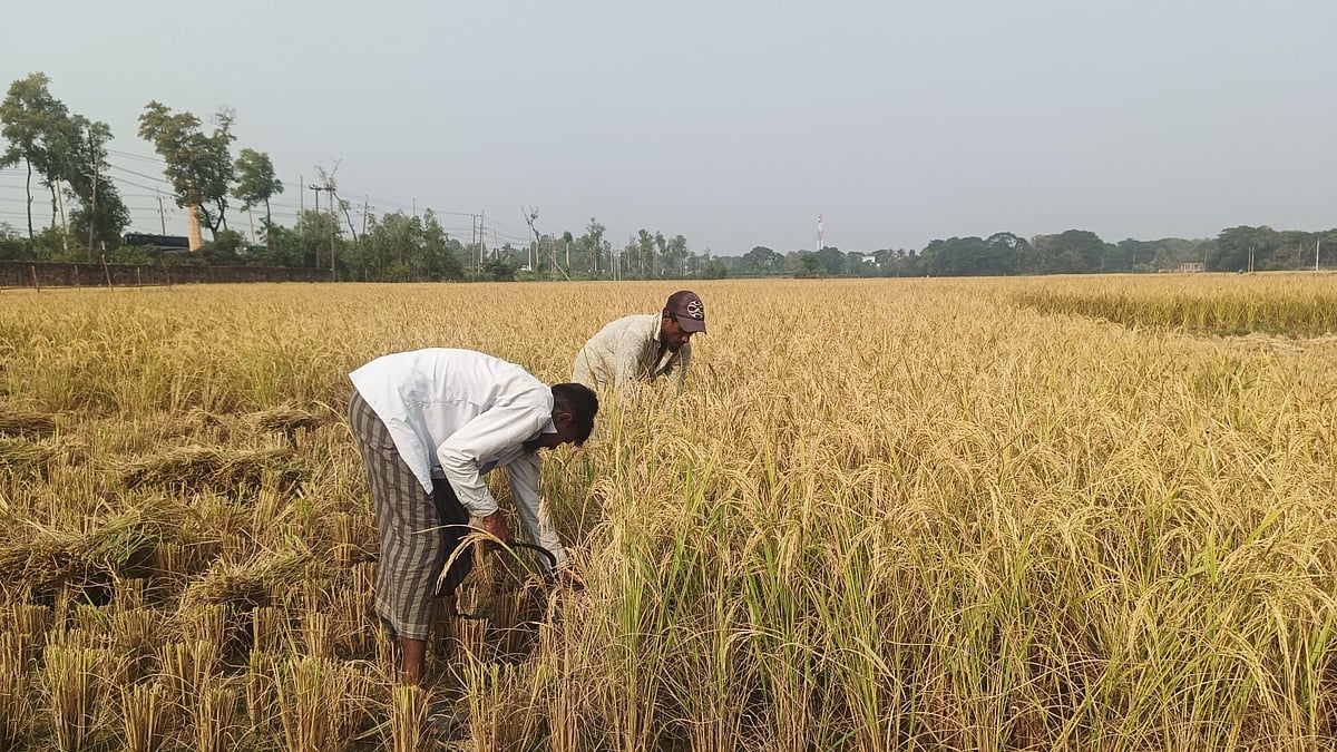 খেত থেকে আমন ধান কাটায় ব্যস্ত চাষি। গত মঙ্গলবার দুপুরে চট্টগ্রামের সাতকানিয়া উপজেলার দক্ষিণ কালিয়াইশ এলাকায়