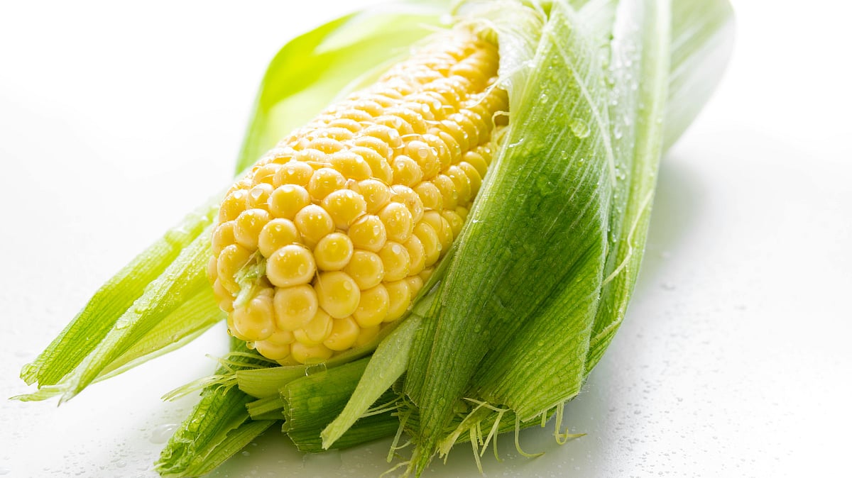 ভুট্টা পুষ্টিগুণে ভরপুর