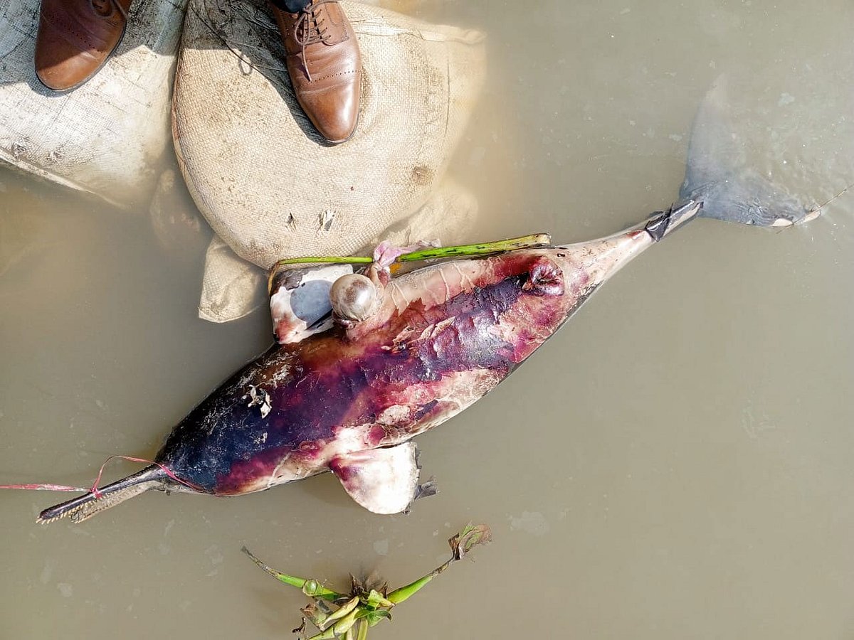 নদীতে ভাসমান মৃত ডলফিনশাবক। আজ বুধবার দুপুরে