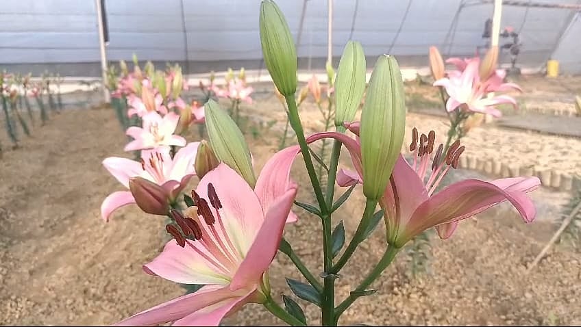 ময়মনসিংহের মুক্তাগাছায় পরীক্ষামূলকভাবে প্রথমবারের মতো লিলিয়াম ফুলের চাষ হচ্ছে