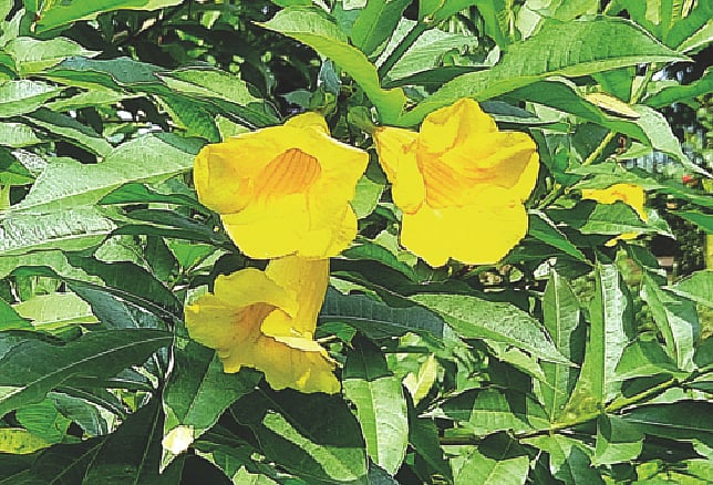 ময়মনসিংহের জয়নুল সংগ্রহশালার আঙিনায় বুশ অ্যালামান্ডা