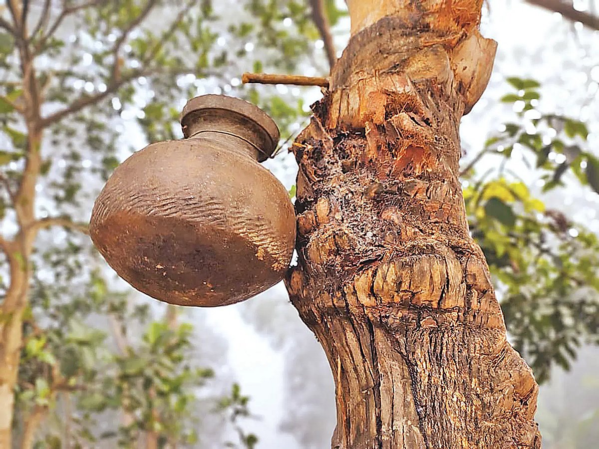 শীতকালে খেজুরের রস বাদুড়ের খাবারের মধ্যে একটি। বাদুড়ে মুখ দেওয়া খেজুরের রস পান করলে মানুষের নিপাহ ভাইরাসে আক্রান্ত হওয়ার ঝুঁকি থাকে