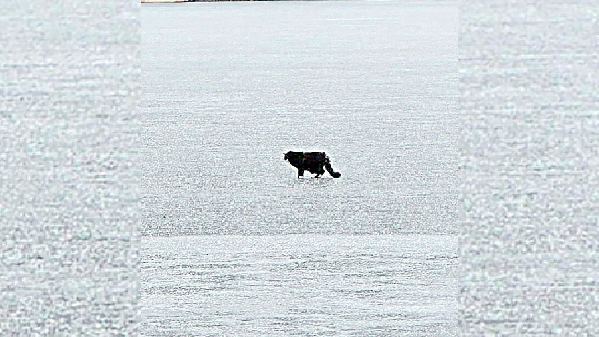 ন্যাবনাসেট হ্রদে বরফখণ্ডের ওপর ন্যাবনাসেট হ্রদে বরফখণ্ডের ওপর বিড়ালটি