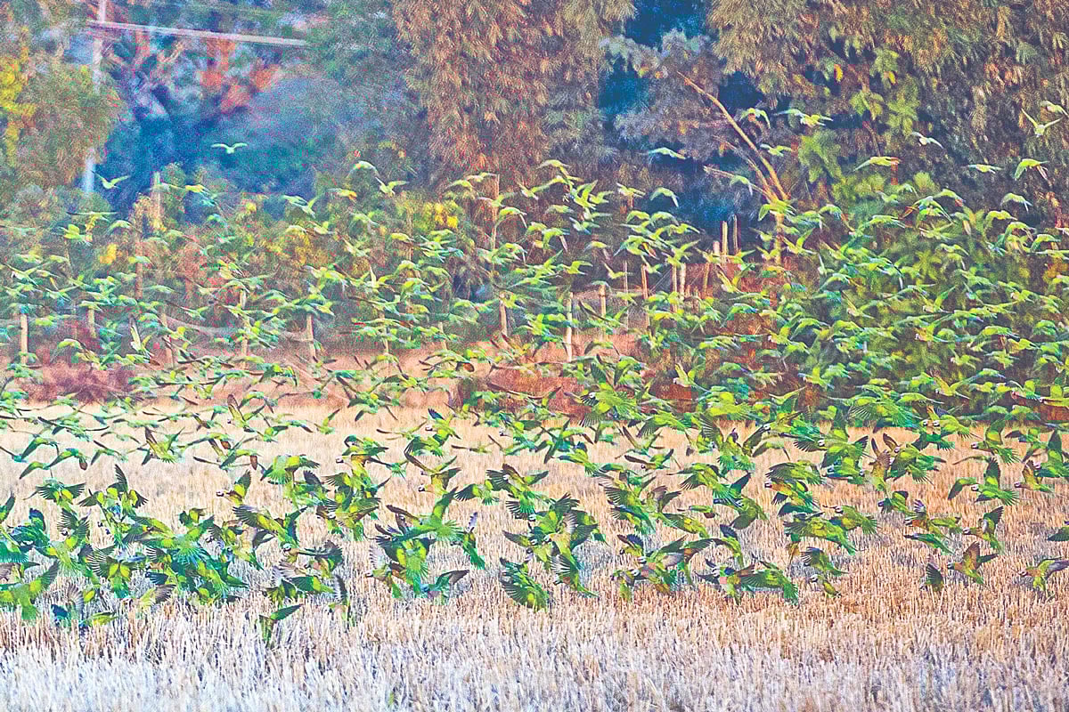 ধান কাটা প্রায় শেষ। নাড়ার ফাঁকফোকরে থাকা ধানের লোভে এসেছে টিয়া পাখির ঝাঁক। বুধবার চট্টগ্রামের রাঙ্গুনিয়ার নিশ্চিন্তাপুর গ্রামে