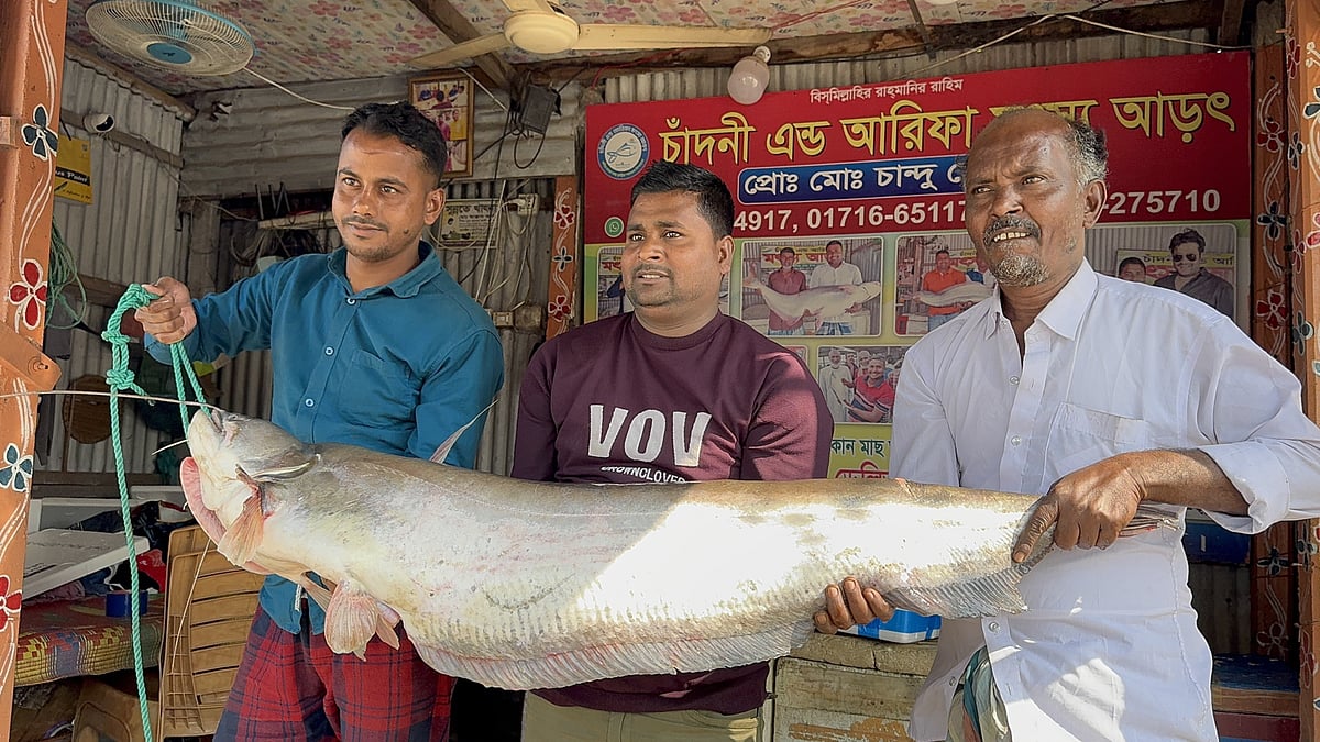 পদ্মা নদীতে বড়শিতে ধরা পড়া প্রায় সাড়ে ১৭ কেজি ওজনের বোয়াল মাছ। আজ সোমবার সকালে দৌলতদিয়া ফেরি ঘাট এলাকার চান্দু মোল্লার আড়তে। ছবি: প্রথম আলো