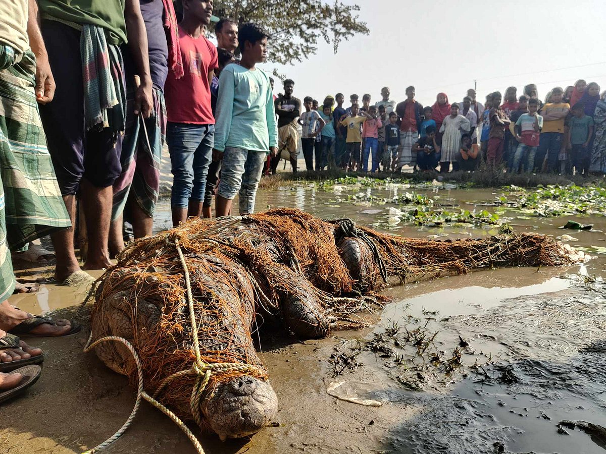 কুষ্টিয়ায় পদ্মা নদীতে বিশাল আকৃতির কুমির ধরা পড়ে জেলেদের জালে। ডাঙায় তুলে আনা হলে শত শত মানুষ দেখতে ভিড় করেন। মঙ্গলবার দুপুরে জেলার মিরপুর উপজেলার চাড়ুলিয়া এলাকায়