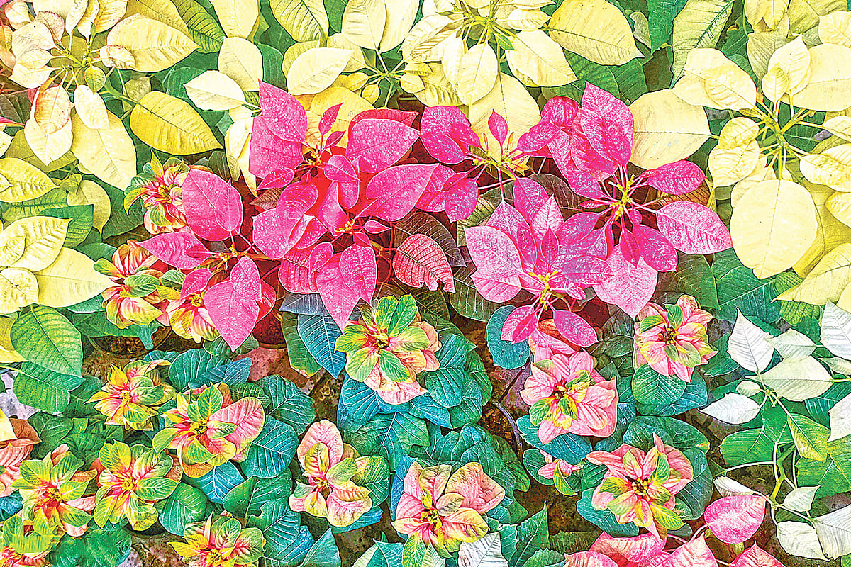 ঢাকার আগারগাঁওয়ে ফ্যালকন নার্সারিতে পয়েনসেটিয়া