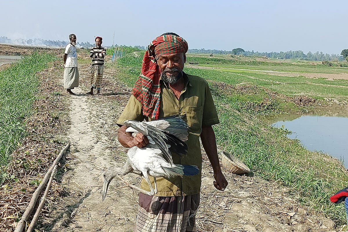বিলে জাল পেতে পাখিটিকে ধরেছেন এই শিকারি। এসব অতিথি পাখি পরে প্রকাশ্যে বিক্রি করা হয়। সম্প্রতি পাবনার সাঁথিয়ার পাটগাড়ি গ্রামের টেংরা বিলে