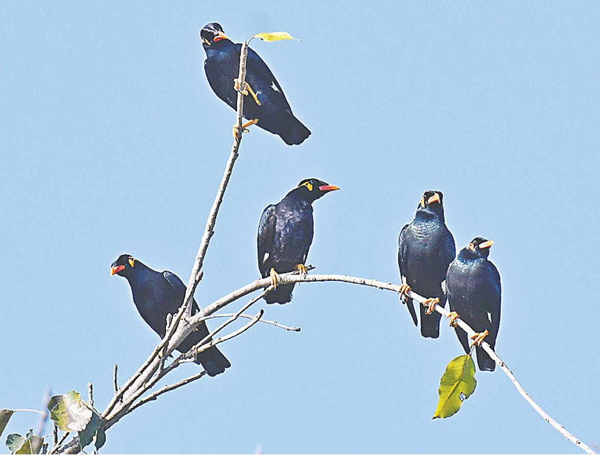গাছের শীর্ষে পাঁচটি বুনো ময়না। ৯ ডিসেম্বর সাজেক উপত্যকায়