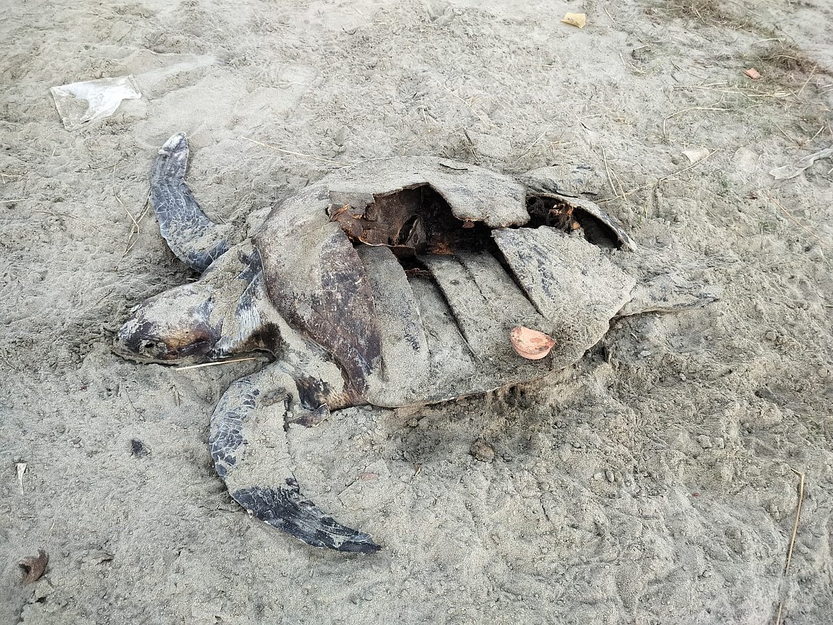 চট্টগ্রামের সীতাকুণ্ডের বাঁশবাড়িয়া সৈকতে ভেসে আসা মা কচ্ছপ। গতকাল তোলা