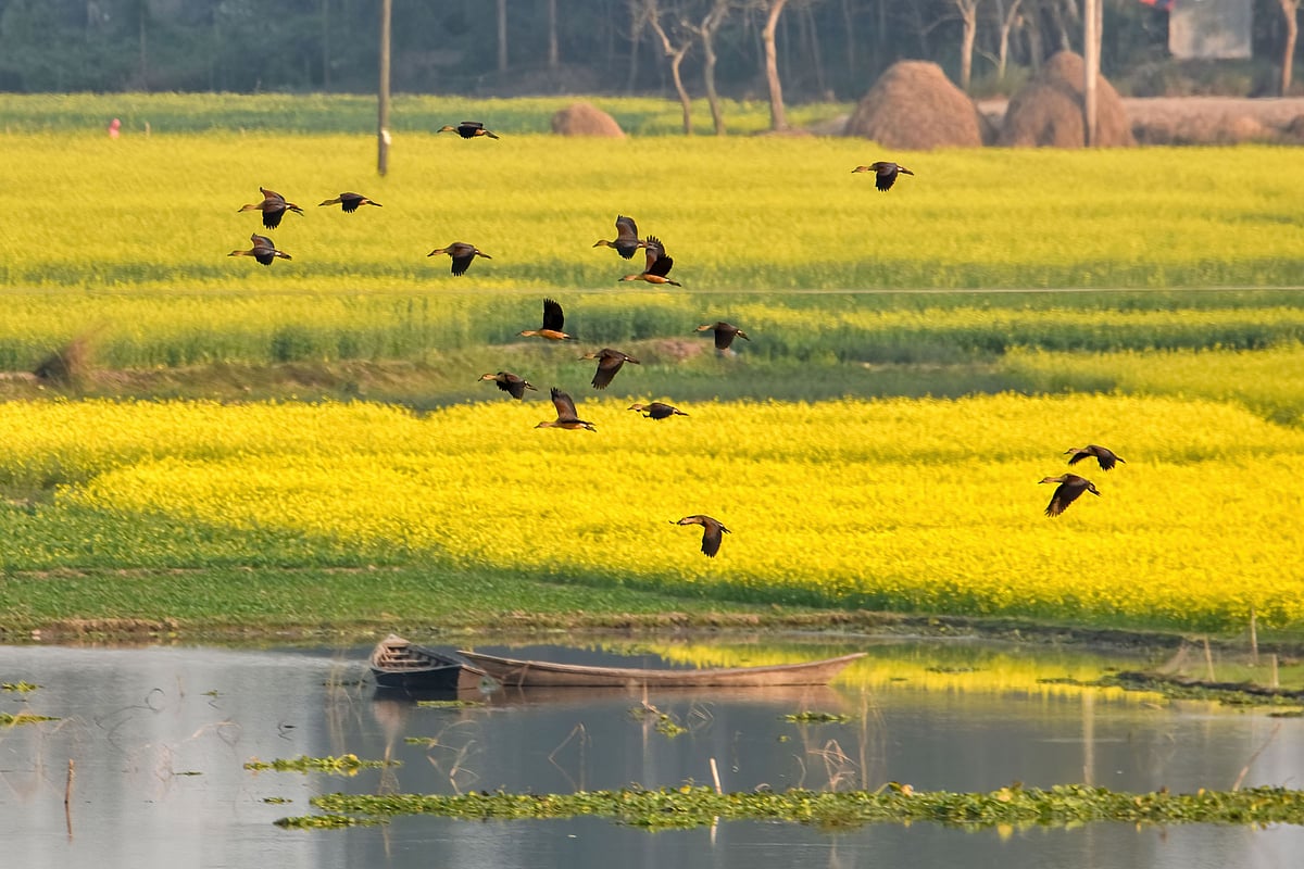 ষড়ঋতুর এই দেশে প্রতি ঋতুতে ভিন্ন ভিন্ন রূপে দেখা যায় চলনবিলকে। পাবনার চাটমোহর উপজেলার বাওশা এলাকায়