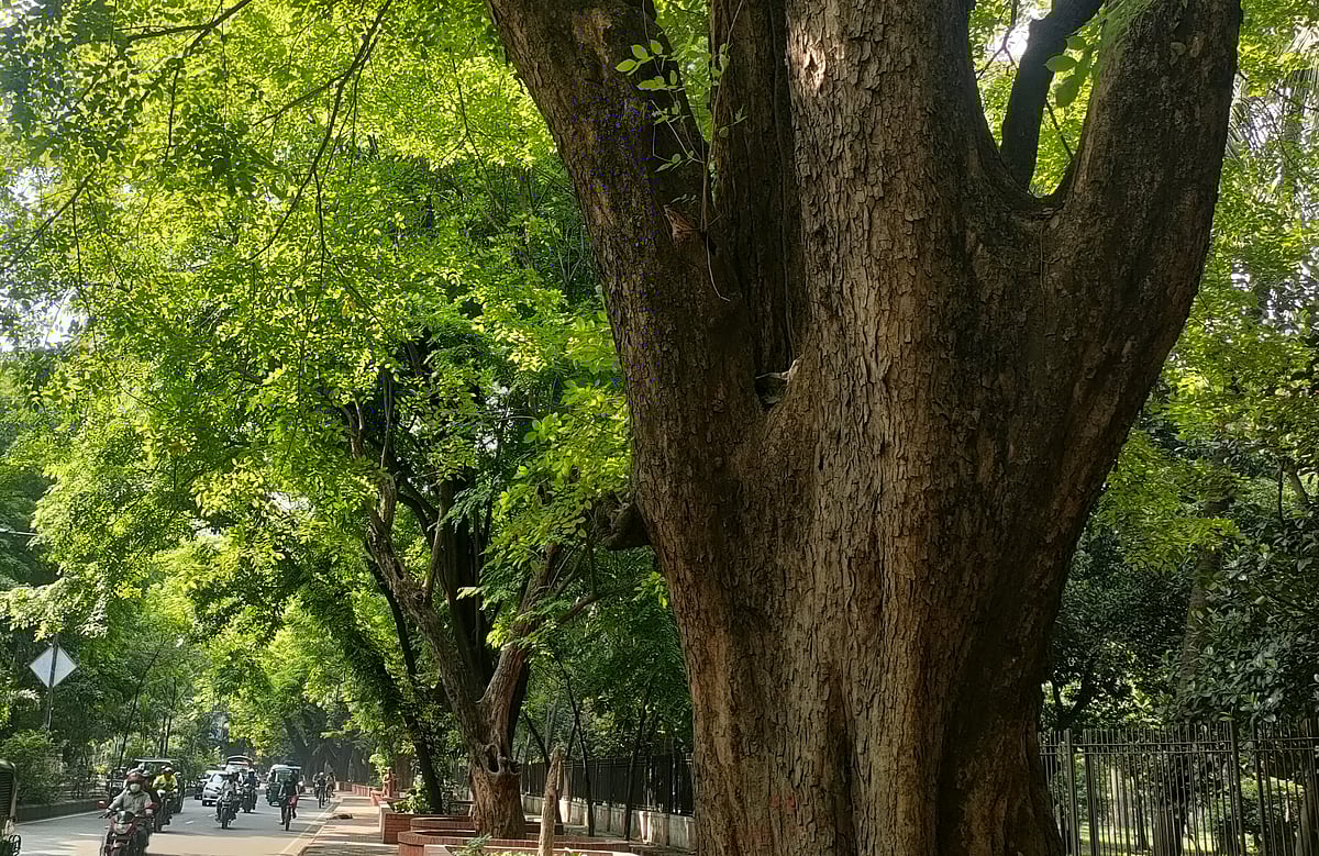 ঢাকা শহরে হেয়ার রোডে শতবর্ষী পাদাউকগাছ