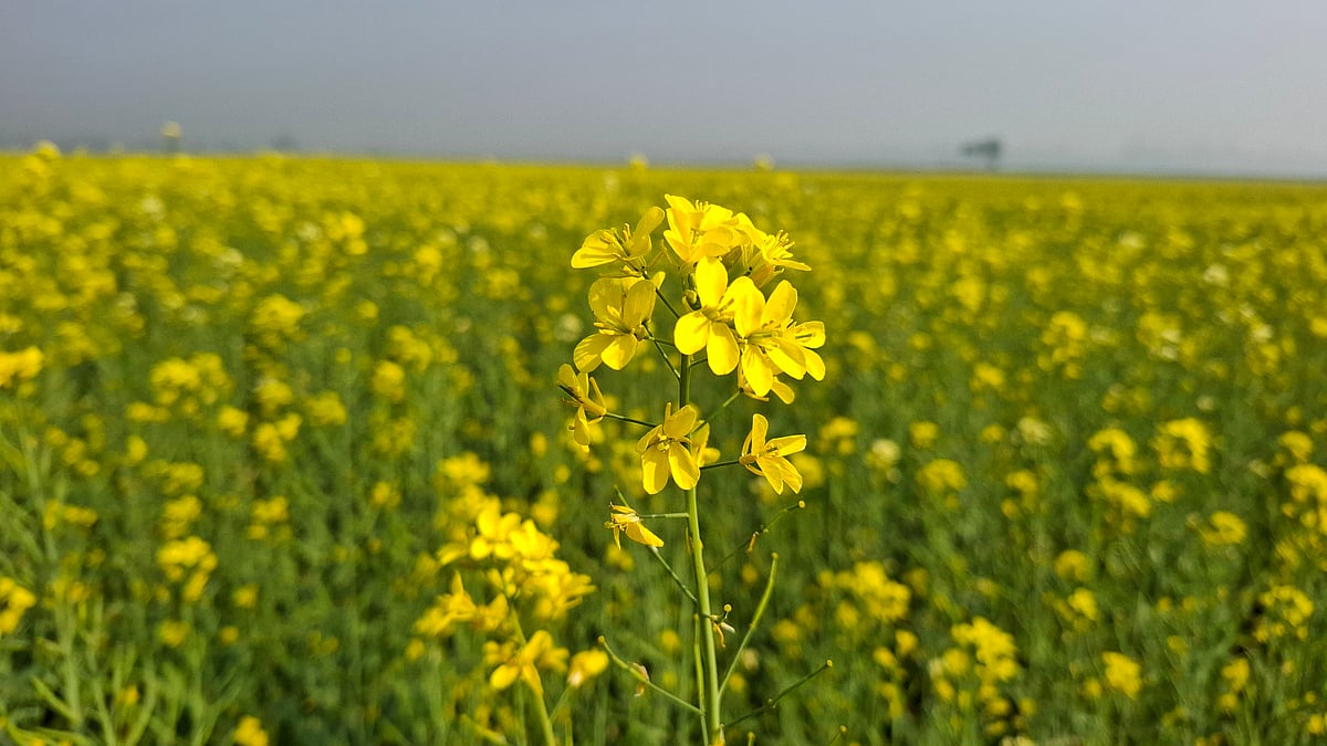 শর্ষে খেত