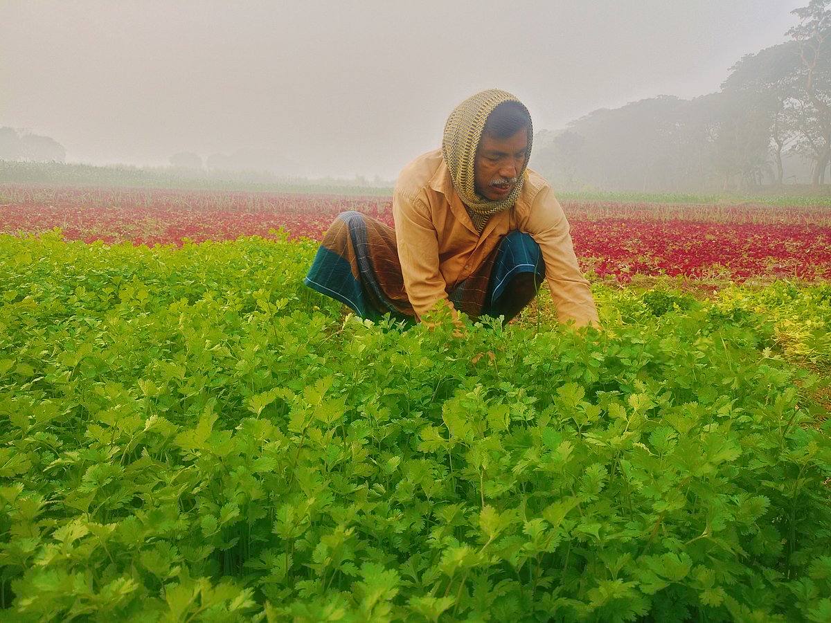 কনকনে ঠান্ডা ও কুয়াশা উপেক্ষা করে খেতে কাজ করছেন কৃষক কাশেম আলী। শুক্রবার সকালে চুয়াডাঙ্গা সদর উপজেলার বোয়ালমারী গ্রামে
