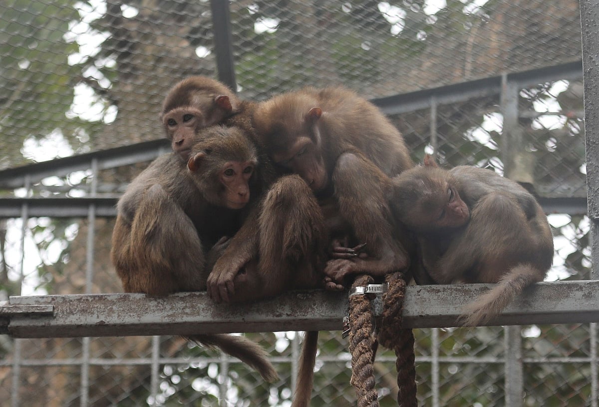 শীতে কাবু চট্টগ্রাম চিড়িয়াখানার প্রাণীরাও। আজ দুপুর ১২টায়