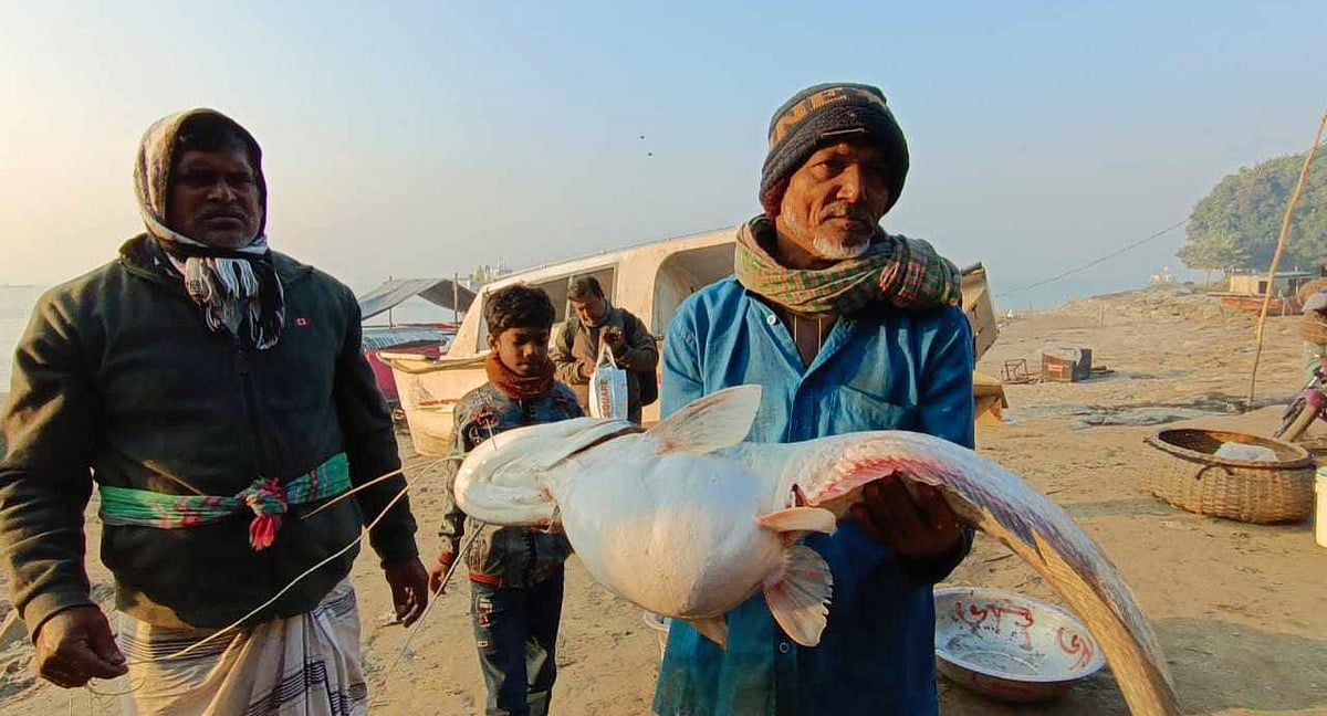 পদ্মা নদীতে জেলের জালে ধরা পড়া ১১ কেজি ওজনের বোয়াল। শুক্রবার সকালে উপজেলার আন্ধারমানিক এলাকায়