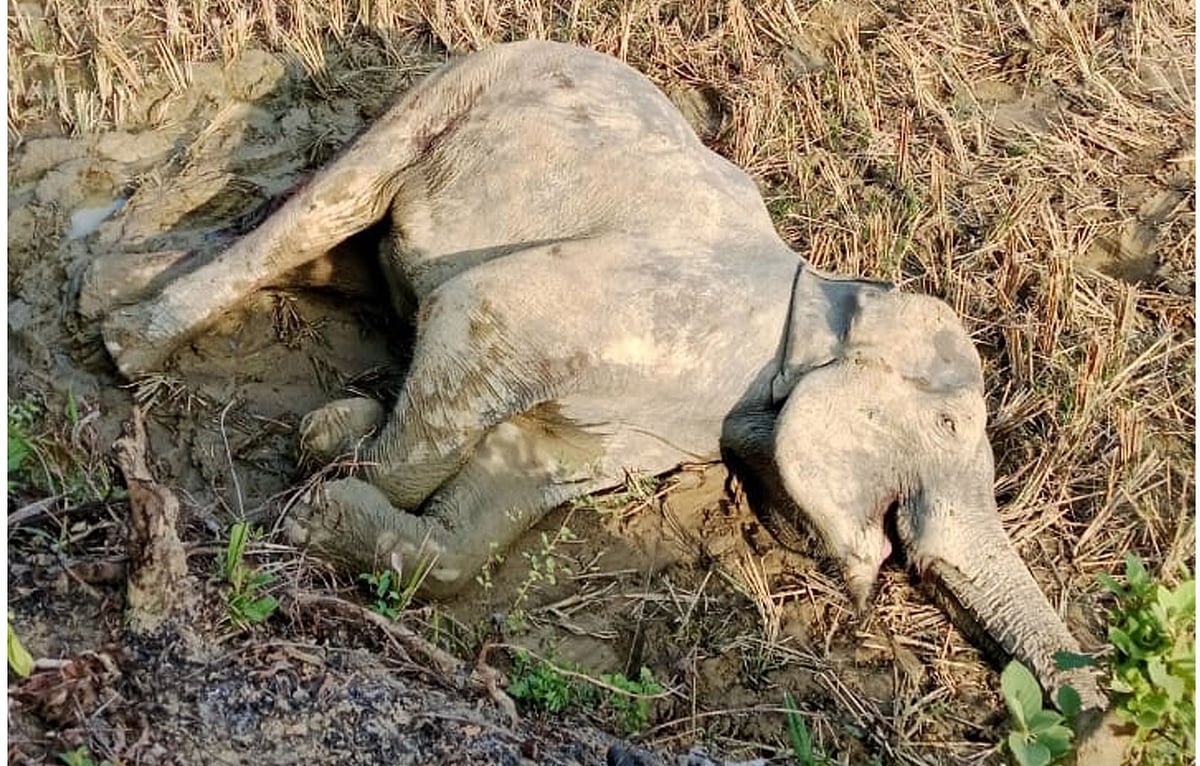 টেকনাফের পাহাড়ে বন্য হাতির বাচ্চা প্রসব করার পর মা হাতির মৃত্যু হয়েছে