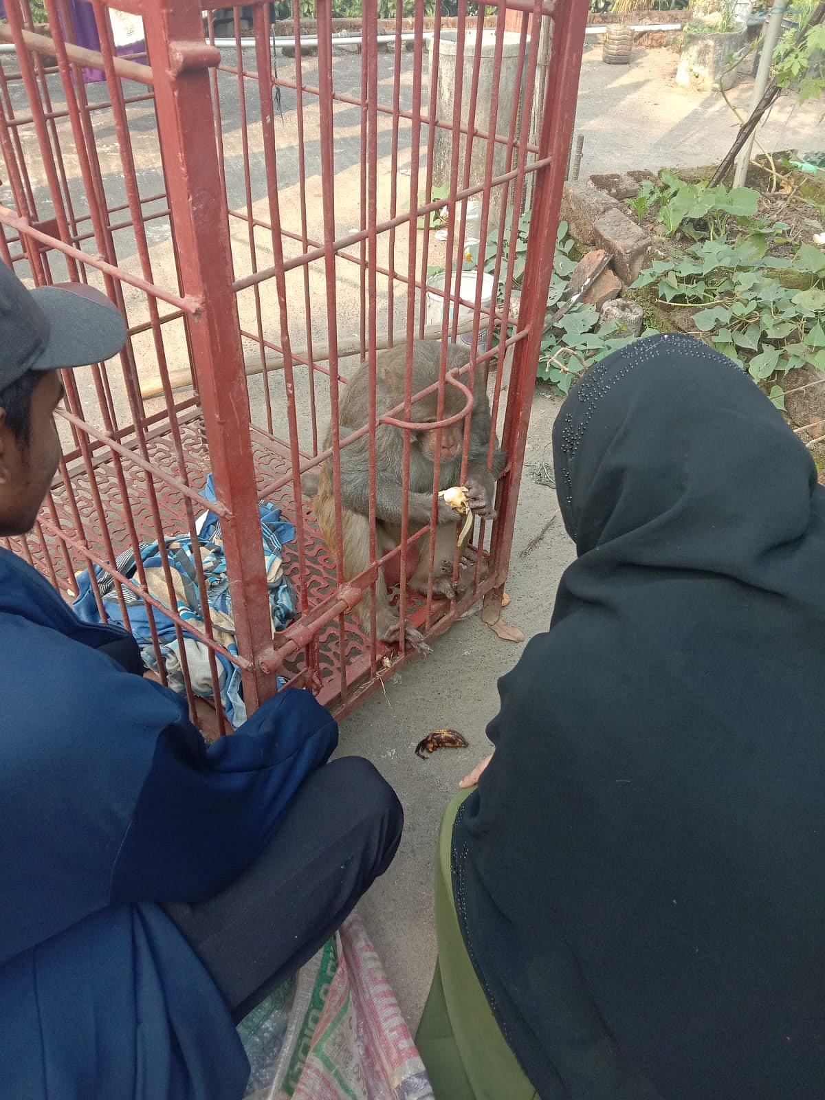 সিলেট নগরের কালাশীল টিলাগড় এলাকায় তিন দিন অসুস্থ থাকার পর মারা গেছে বানর। আজ রোববার বিকেলে