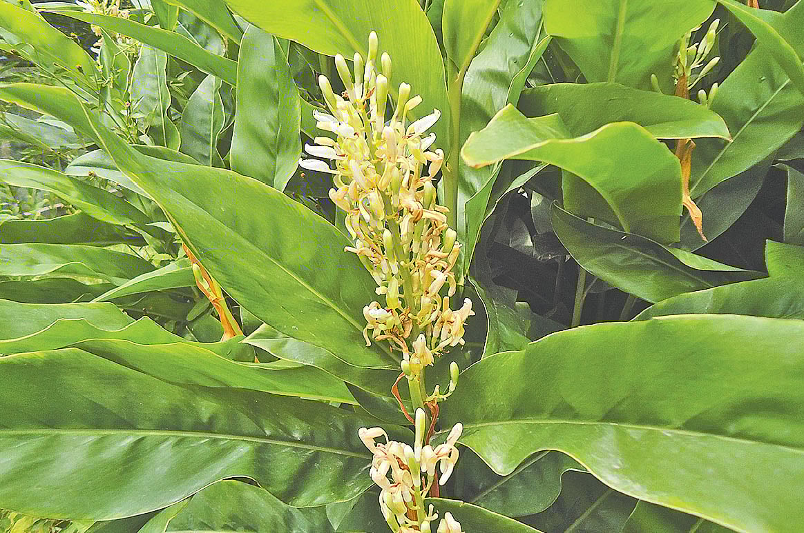 কুলিনজানের ছবিটি সম্প্রতি ঢাকা থেকে তোলা