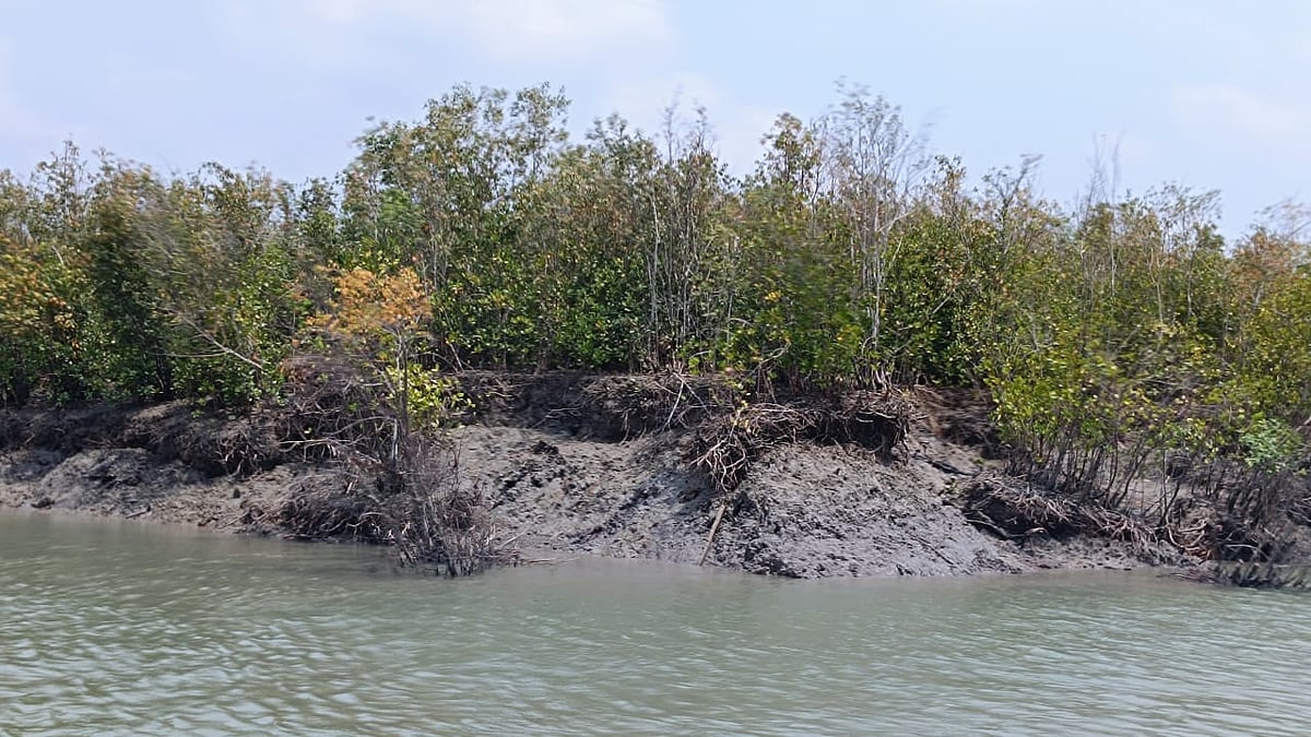 পশ্চিম সুন্দরবনের খুলনা রেঞ্জের শাকবাড়িয়া নদী থেকে অবৈধভাবে বালু তোলা সুন্দরবনের গাছগাছালি ভেঙে নদীতে বিলীন হয়ে যাচ্ছে। সম্প্রতি তোলা