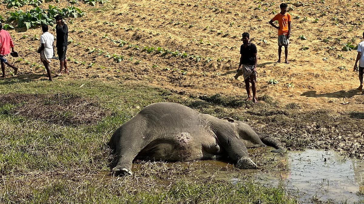 বিদ্যুৎস্পৃষ্ট হয়ে মরা যাওয়া গর্ভবর্তী মা হাতি। আজ দুপুরে কক্সবাজারের চকরিয়া উপজেলার ফাঁসিয়াখালীর সীমান্তবর্তী লামা উপজেলার ফাঁসিয়াখালী ইউনিয়নের কুমারীর বিচাইন্নারছড়া এলাকায়
