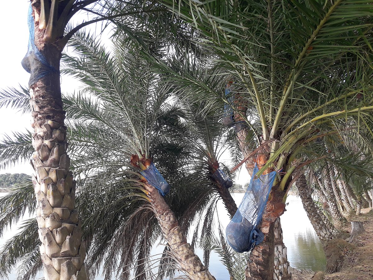 হাওরপারের মাছের খামারে সারি সারি খেজুরগাছ। গাছে মাটির হাড়ি বেঁধে রাখা। মৌলভীবাজার সদর উপজেলার হাইল হাওরপারের ছিকরাইলে। গত রোববার দুপুরে