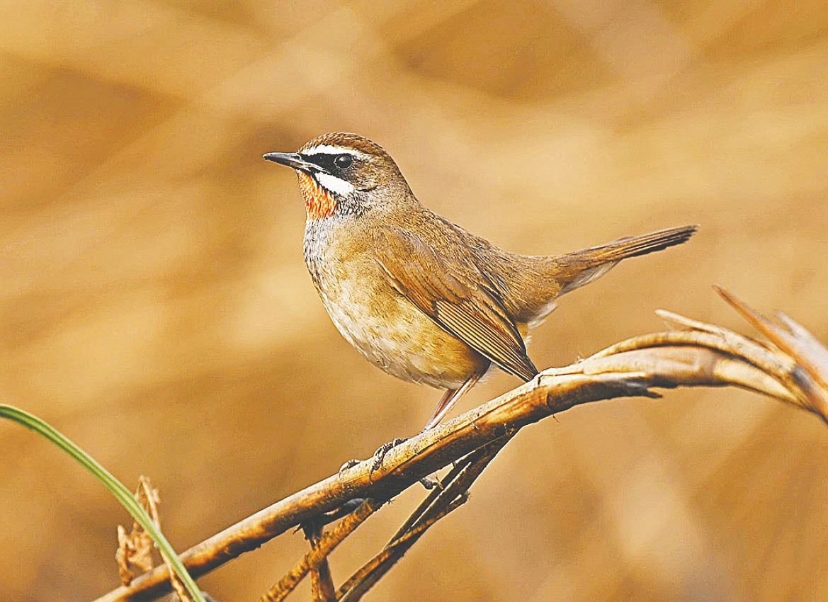 ঢাকার আফতাবনগরে একটি গুপিগলা বা লালগলা পাখি