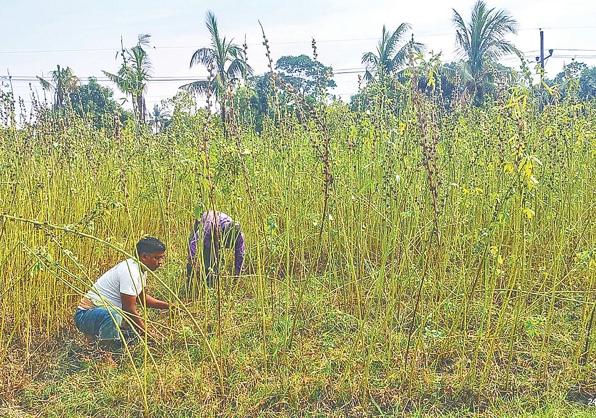 পটুয়াখালীর কলাপাড়া উপজেলার পাখিমারা এলাকার কেনাফ আবাদ করে বেশ সফল হয়েছেন কয়েকজন কৃষক
