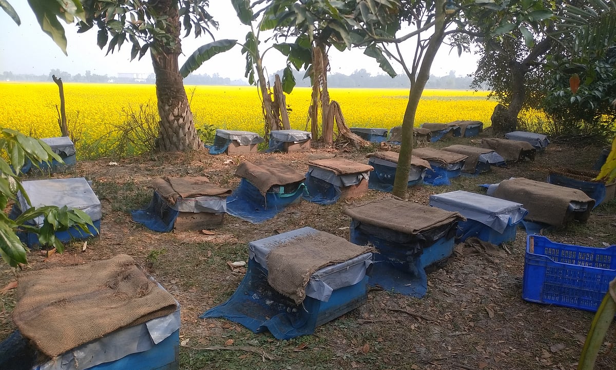 শর্ষেখেতের পাশে মধু সংগ্রহের জন্য মৌবাক্স স্থাপন করা হয়েছে। গত রোববার নওগাঁর মান্দা উপজেলার সাটইল গ্রামের একটি মৌখামারে