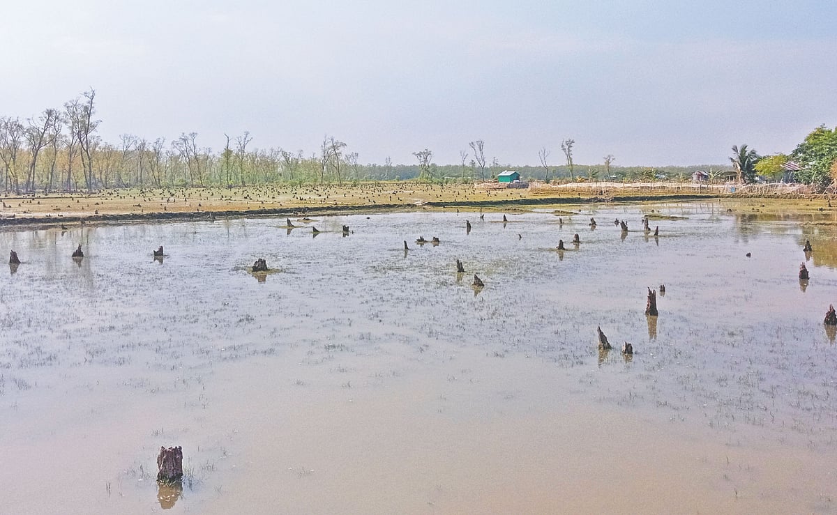 একসময় বনের গাছগাছালি ছিল এখানে। এখন হয়েছে বসতি, বাড়ির চারপাশে আবাদি জমি। গত বছরের মে মাসে নিঝুম দ্বীপের বন্দরটিলা এলাকায়