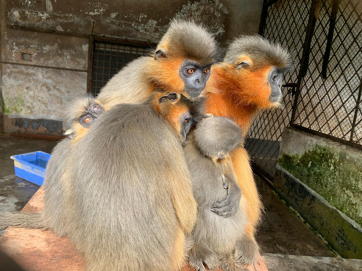 উদ্ধারের পর হনুমানগুলোকে গাজীপুরের শ্রীপুরের ‘গাজীপুর সাফারি পার্কে’ আনা হয়। আজ সকালে তোলা