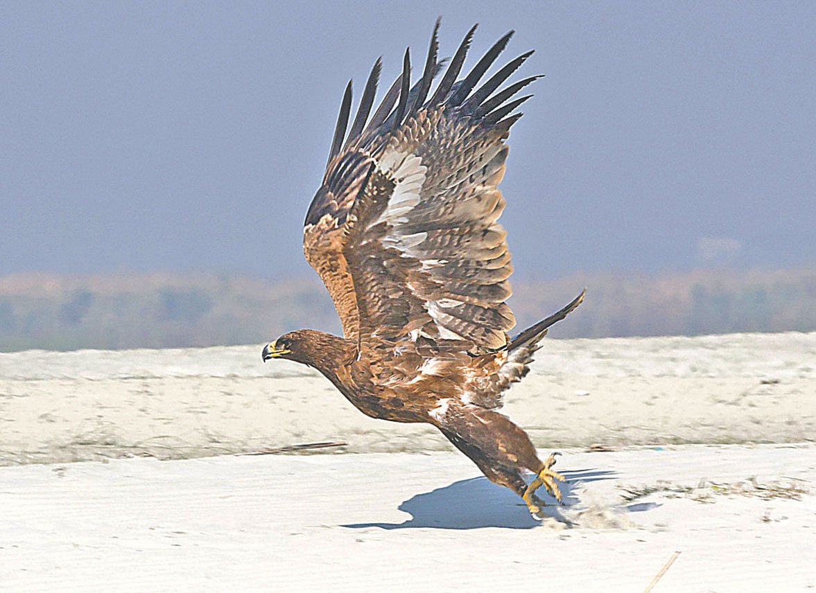 পদ্মা নদীর চরে বিপন্ন নেপালি ইগল। গত বছরের ২৮ ডিসেম্বর