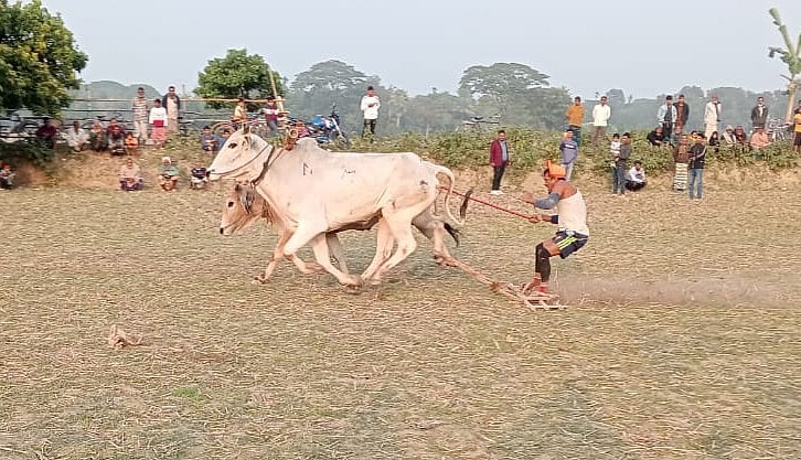 কিশোরগঞ্জের পাকুন্দিয়া উপজেলার কুমারপুর গ্রামে বৃহস্পতিবার গ্রামবাংলার ঐতিহ্যবাহী হালদৌড় প্রতিযোগিতা হয়েছে