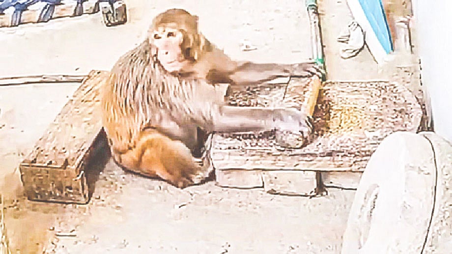 শিলে মসলা পিষে দিচ্ছে রানি