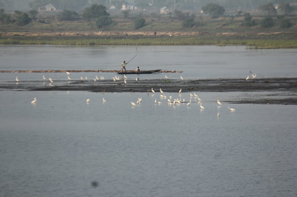 বাইক্কা বিলে কমেছে পাখির সংখ্যা। বিলের একপাশে বসে আছে কিছু সাদা বক। গত মঙ্গলবার মৌলভীবাজারের শ্রীমঙ্গলের বাইক্কা বিল থেকে তোলা