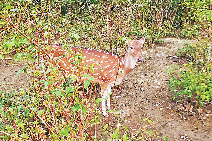 নিঝুম দ্বীপে বন বিভাগের বিট কার্যালয়ের কর্মকর্তা-কর্মচারীদের লালন–পালন করা একমাত্র হরিণটি হয়ে উঠেছে পর্যটকদের মূল ভরসা। পর্যটকেরা এই হরিণ দেখেই তাঁদের আকাঙ্ক্ষা মেটান। নভেম্বর মাসে নিঝুম দ্বীপের বন বিভাগের বিট কার্যালয়ের পাশে