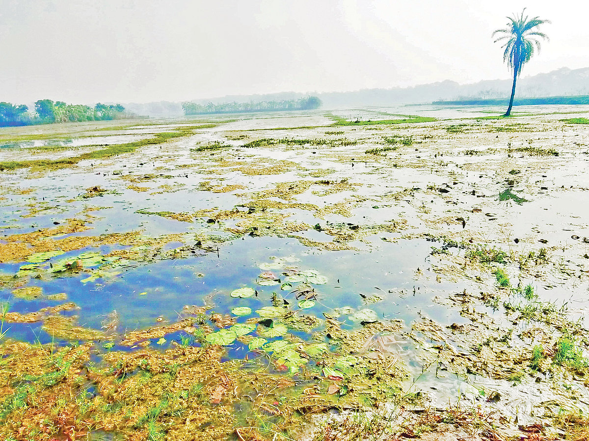 যশোরের অভয়নগর উপজেলার সুন্দলী ইউনিয়নের জলাবদ্ধ শুড়িরডাঙ্গা বিল