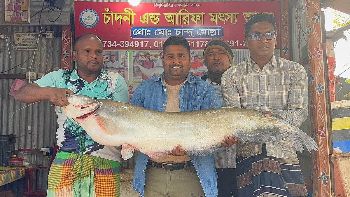 পদ্মায় নদীতে বরশিতে ধরা ১৬ কেজি ওজনের বোয়াল। আজ শনিবার রাজবাড়ীর গোয়ালন্দ উপজেলার দৌলতদিয়া ঘাটের একটি মাছের আড়তে