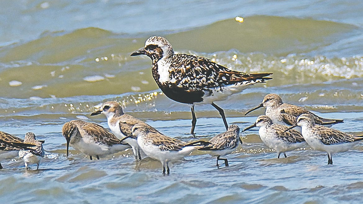 কক্সবাজারের সোনাদিয়ার কালাদিয়া চরে অন্যান্য সৈকত পাখির সঙ্গে প্রজনন পালকে একটি মেটে জিরিয়া