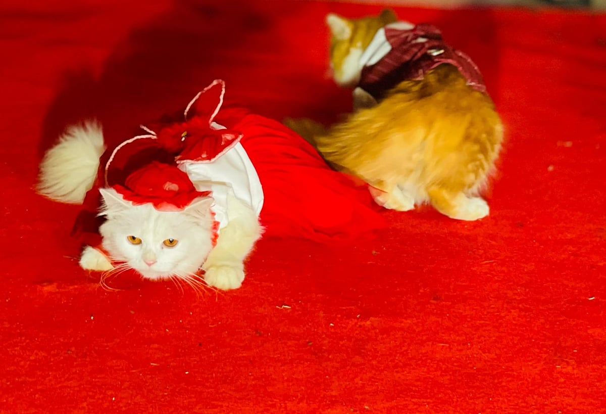 র‍্যাম্প শোয়ে লাল গালিচায় হাঁটছে দুটি বিড়াল। গতকাল ফেনী অ্যানিমেল লাভারসের উদ্যোগে অনুষ্ঠিত ‘ক্যাট শো সিজন-২’ নামে এই আয়োজন ৭০টি দেশি-বিদেশি জাতের পোষা বিড়াল লাল গালিচায় হেঁটে দর্শনার্থীদের বিনোদন জুগিয়েছে