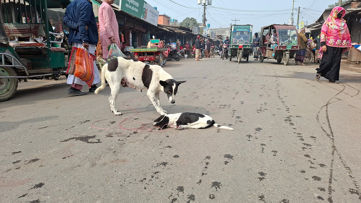 মোটরসাইকেলচাপায় ছানাটি মারা যাওয়ার পর পাশে দাঁড়িয়ে পাহারা দিচ্ছে মা কুকুর। আজ শুক্রবার সকালে ঠাকুরগাঁওয়ের বালিয়াডাঙ্গী উপজেলার ফুলতলার কাঁচাবাজার এলাকায়