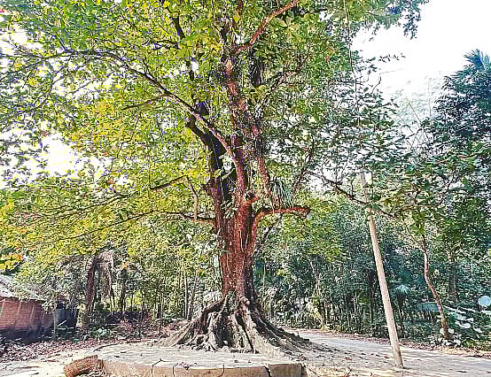 অভয়নগর উপজেলার দেওয়াপাড়া গ্রামে ভৈরবের তীরে সেই কাঠবাদামগাছটি