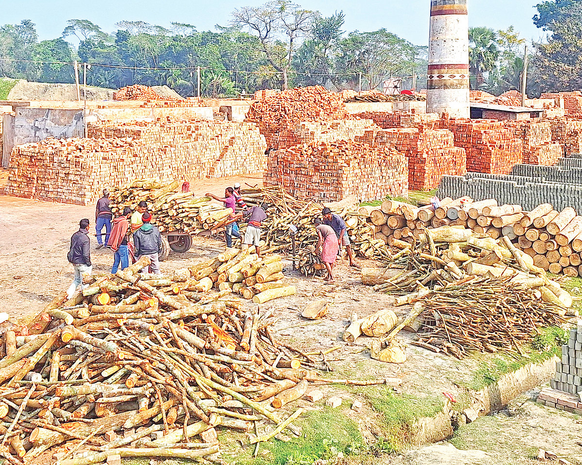 বরগুনার বেতাগী উপজেলার কেওড়াবুনিয়া এলাকার আরএমবি ব্রিকসে পোড়ানোর জন্য রাখা জ্বালানি কাঠের স্তূপ