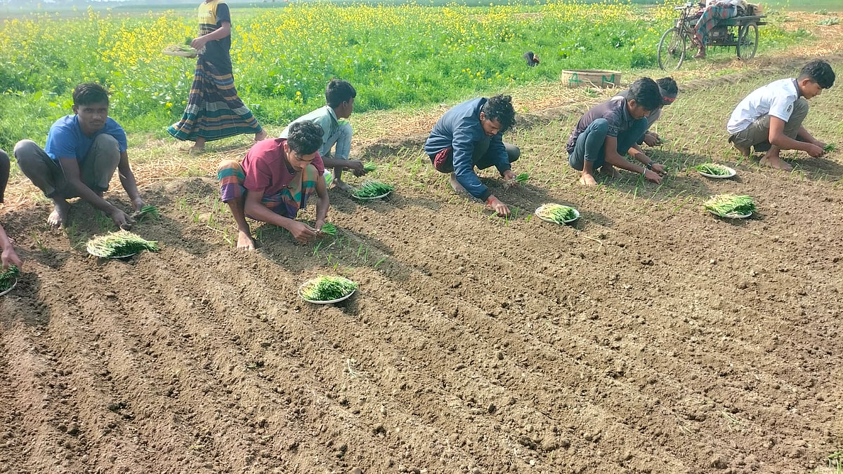 বেড়া উপজেলার চাকলা গ্রামের মোল্লাবাড়ি ফসলের মাঠে পেঁয়াজের চারা রোপণ করছে কয়েকজন শিক্ষার্থী। সম্প্রতি তোলা ছবি