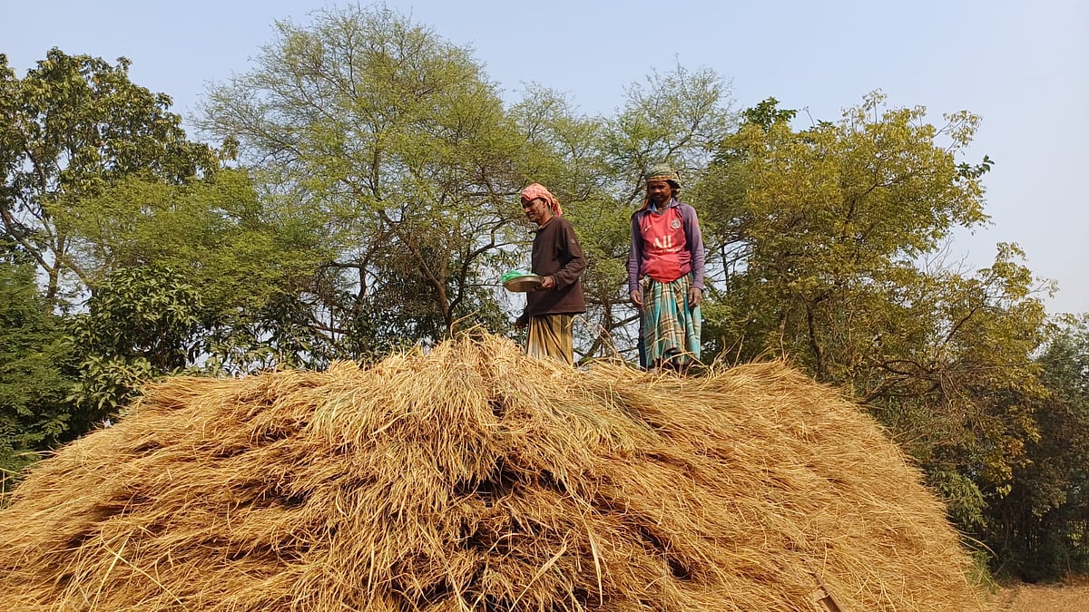 খড়ের গাদার ইঁদুর তাড়াতে ছিটানো হচ্ছে কালিজিরা। সম্প্রতি রাজশাহীর গোদাগাড়ী উপজেলার কান্তপাশা গ্রামে